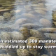 Illustration for article titled Armed Only With Willpower, Hundreds of Manatees Mount Takeover of Florida Springs